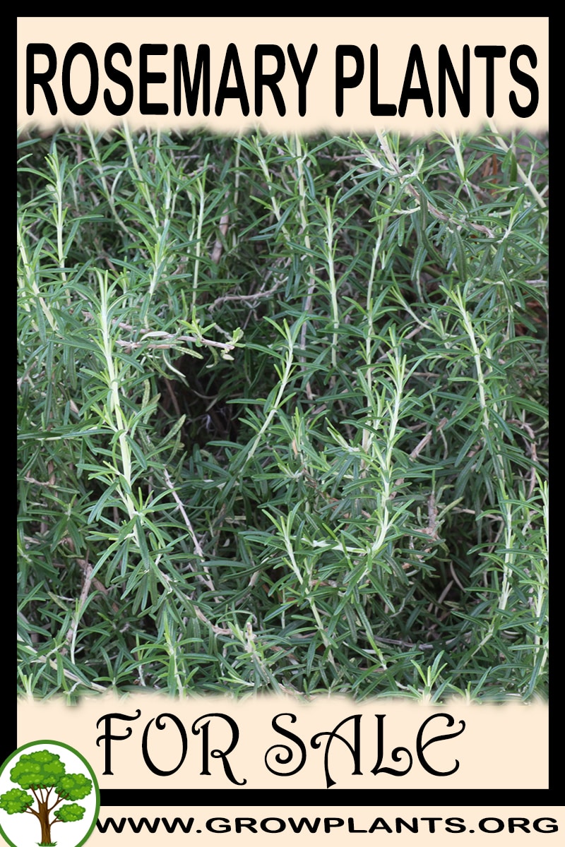 Rosemary plants for sale