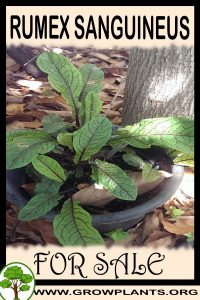 Rumex sanguineus for sale