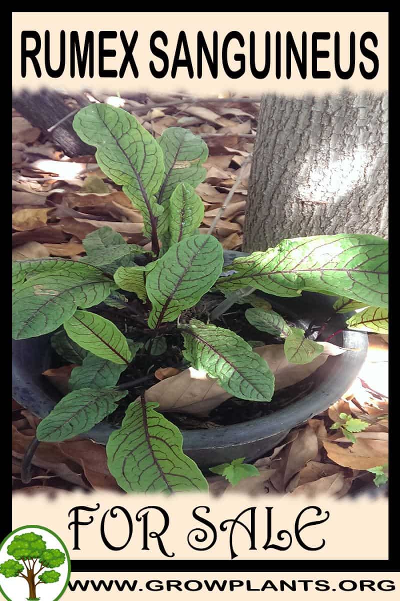 Rumex sanguineus