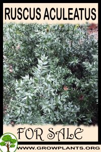 Ruscus aculeatus for Sale: Pre-Purchase & Growing Guide Ruscus aculeatus for sale