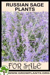 Russian sage plants for sale