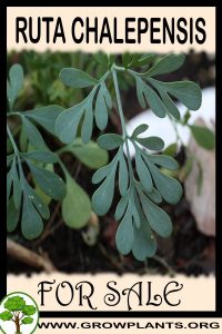 Ruta chalepensis for sale