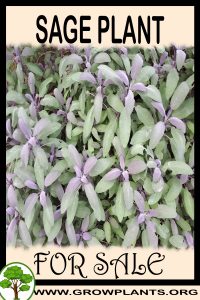 Sage plant for sale