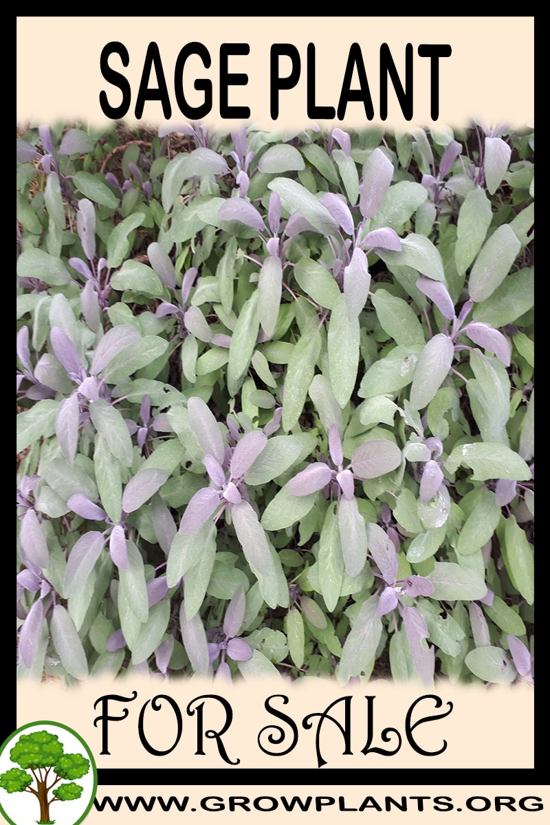 Sage plant for sale