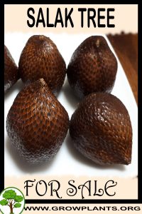 Salak for sale