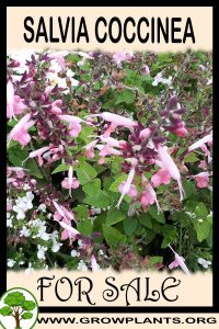 Salvia coccinea for sale