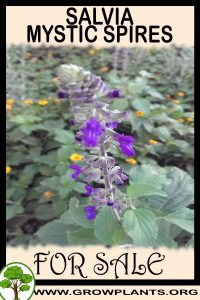 Salvia mystic spires for sale