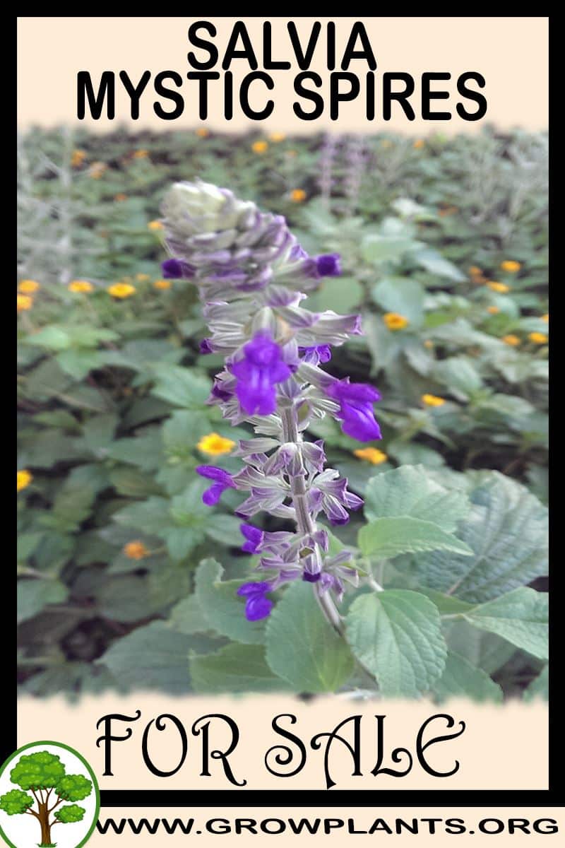 Salvia mystic spires for sale
