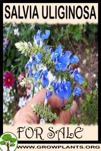 Salvia uliginosa for sale