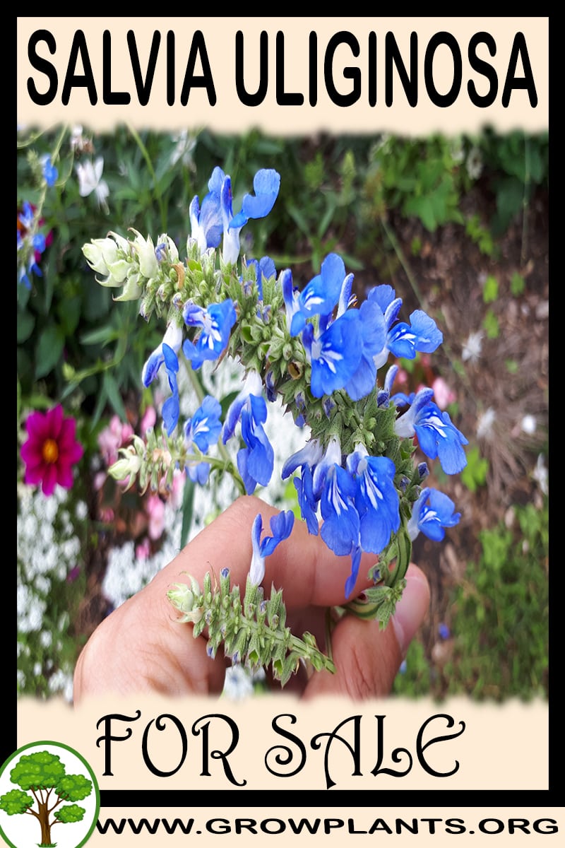 Salvia uliginosa for sale