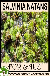 Salvinia natans for sale
