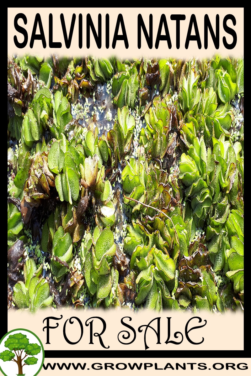 Salvinia natans for sale