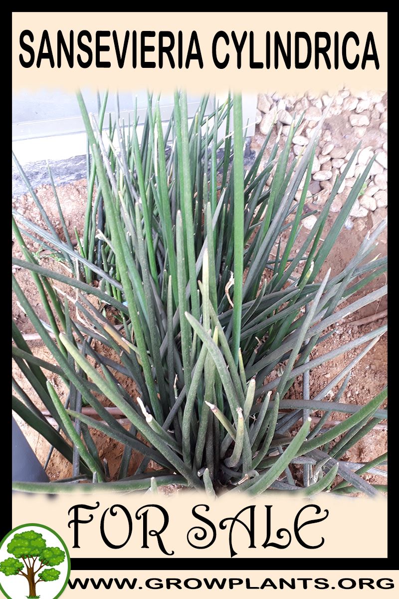 Sansevieria cylindrica for sale