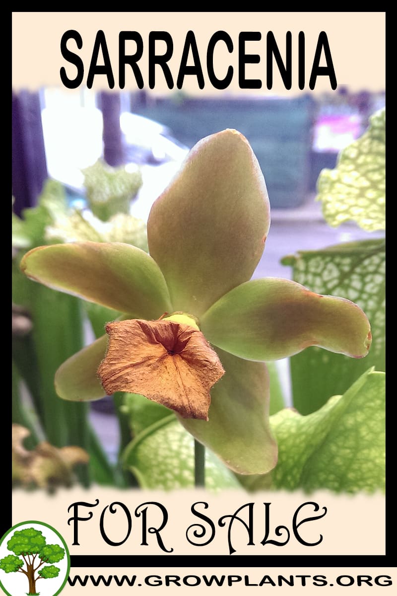 Sarracenia for sale
