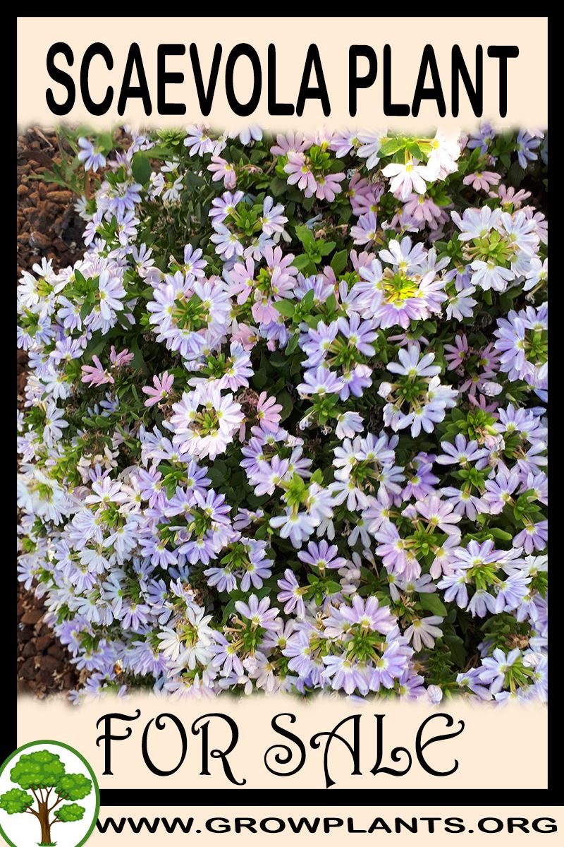 Scaevola for sale