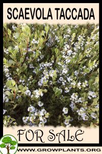 Scaevola taccada for Sale: Pre-Purchase & Growing Guide Scaevola taccada for sale