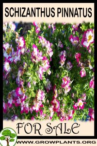 Schizanthus pinnatus for Sale: Pre-Purchase & Growing Guide Schizanthus pinnatus for sale