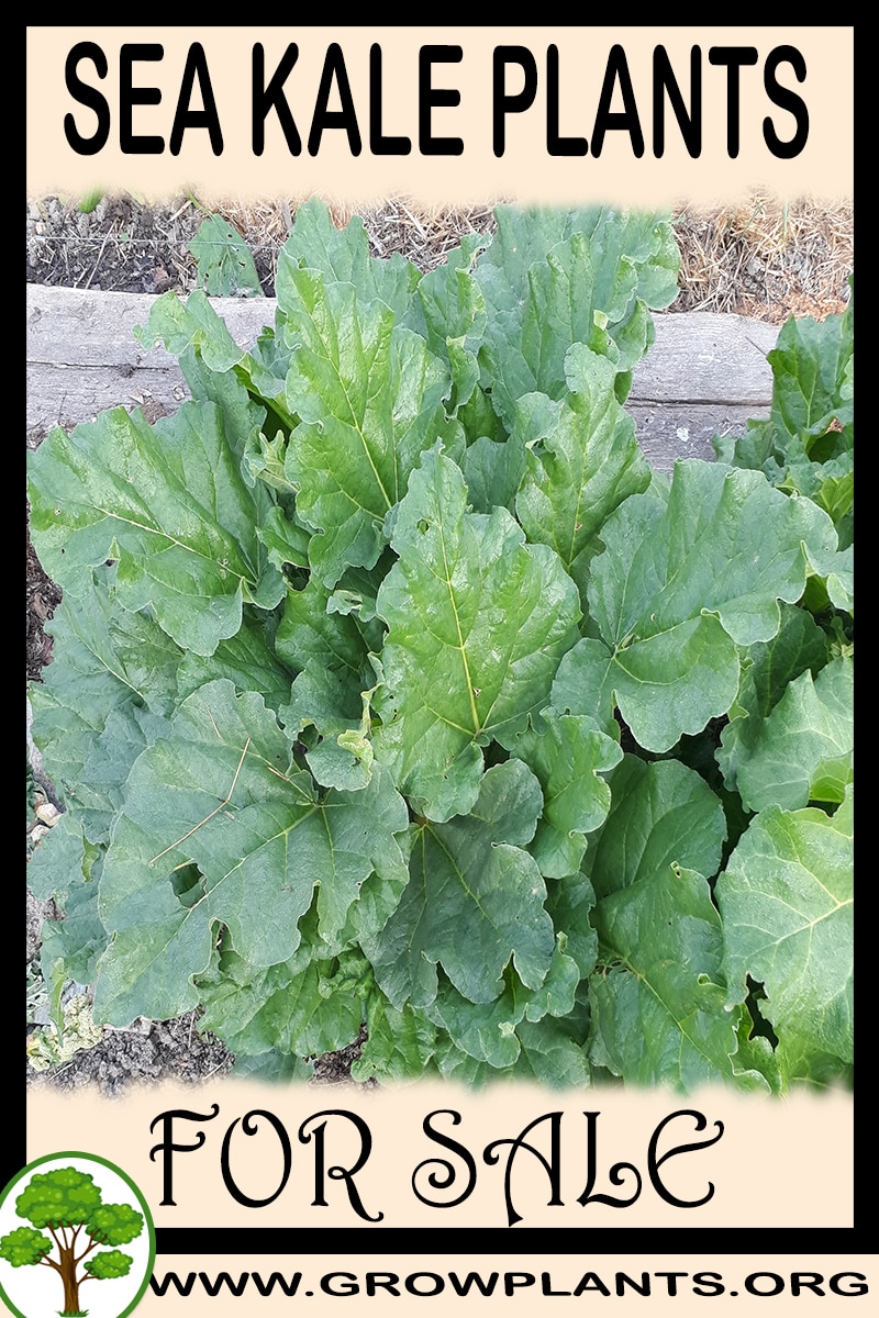 Sea kale plants for sale
