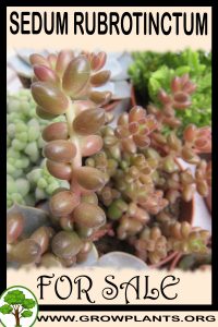 Sedum rubrotinctum for Sale: Pre-Purchase & Growing Guide Sedum rubrotinctum for sale