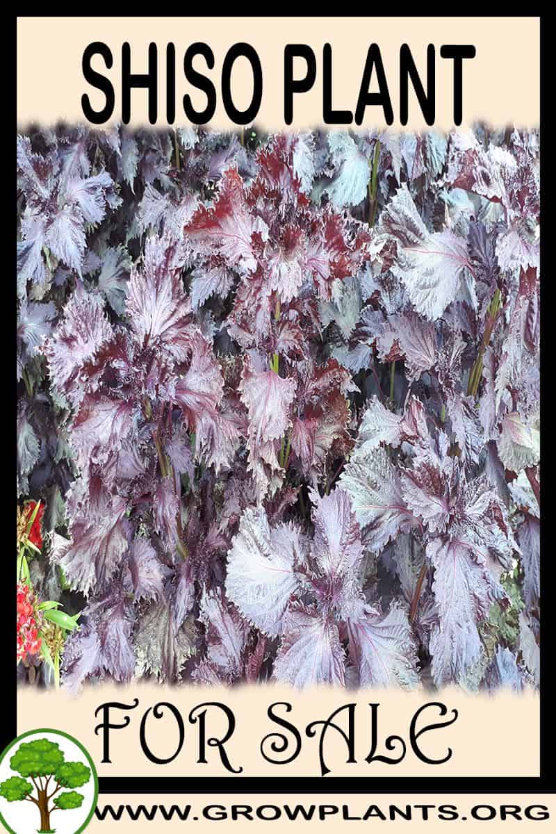 Shiso