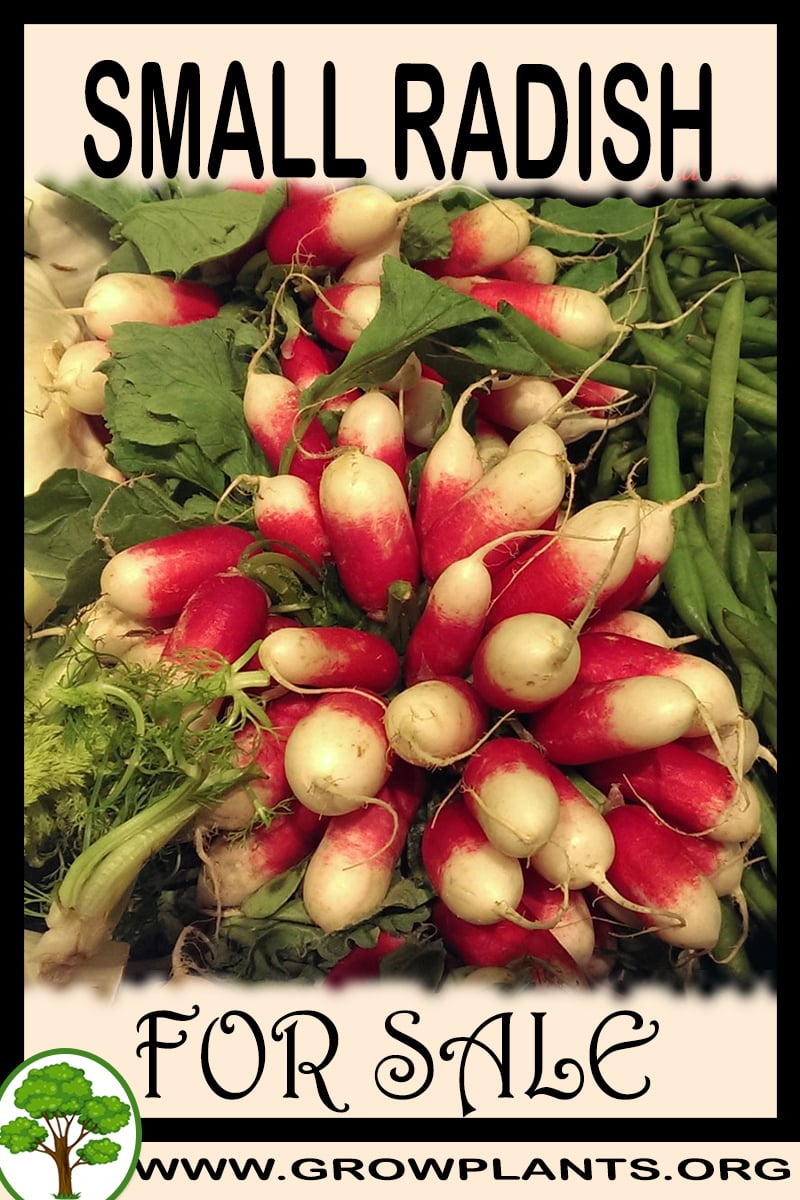 Small radish