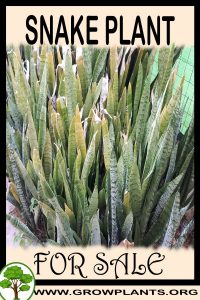 Snake plant for sale