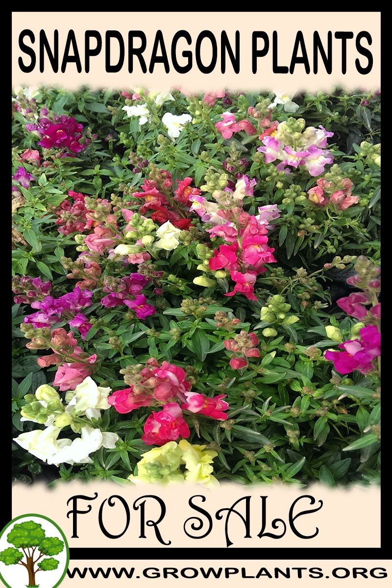 Snapdragon plants for sale