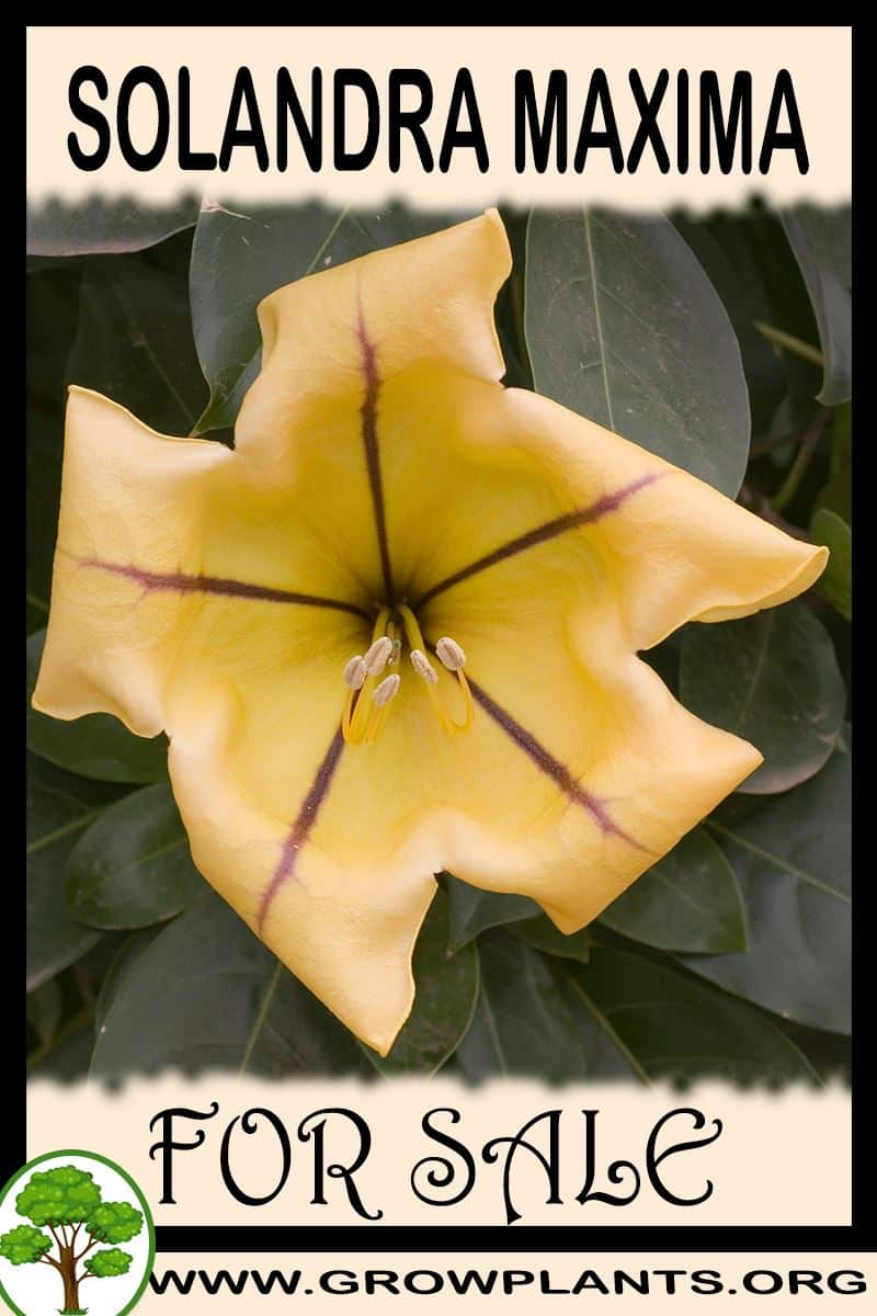 Solandra maxima for sale