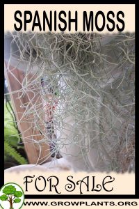 Spanish moss for sale