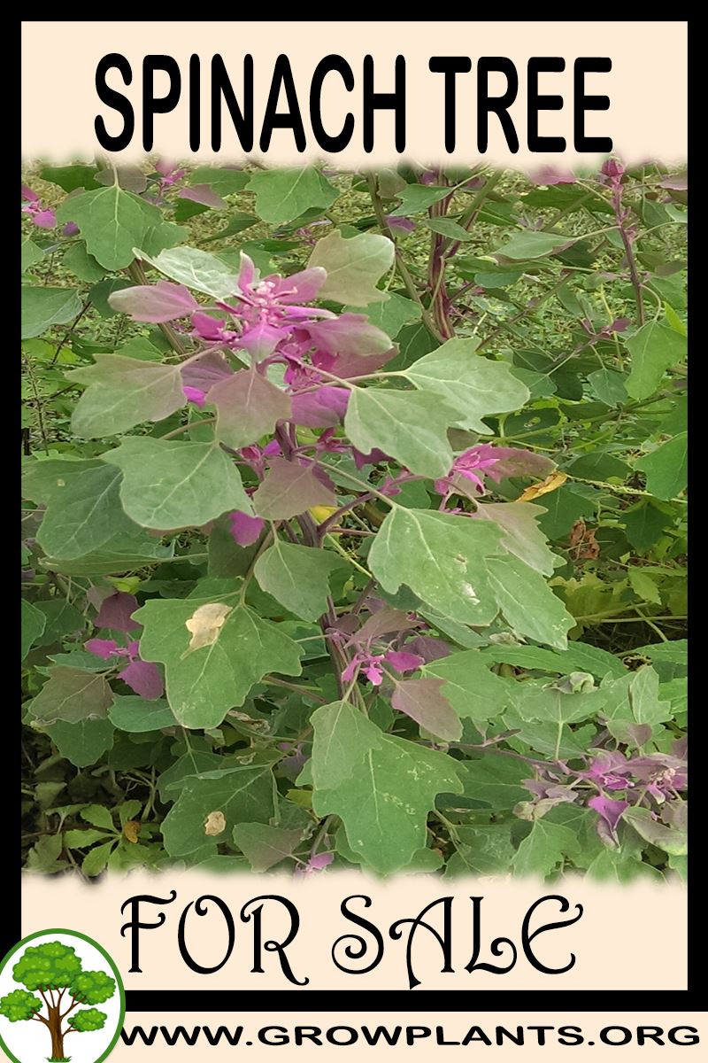 Spinach tree for sale