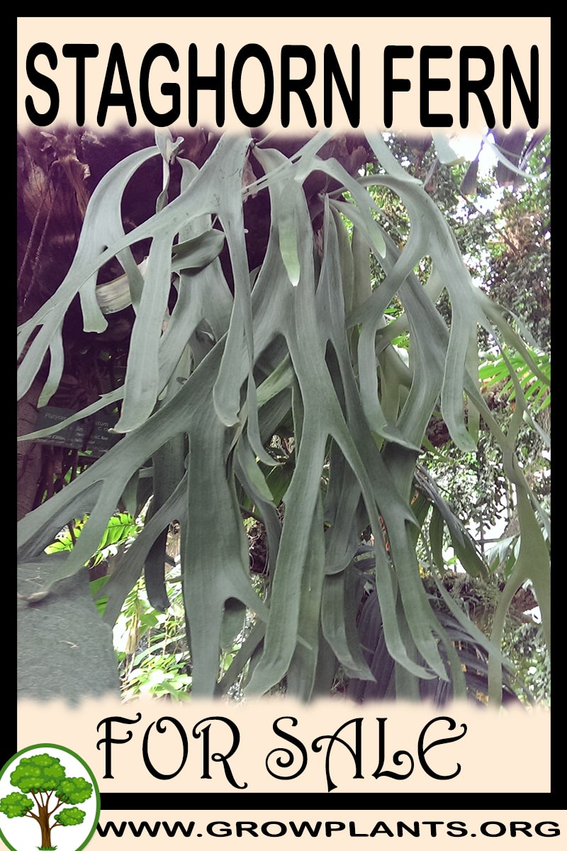 Staghorn fern for sale Grow plants