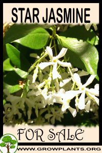 Star jasmine for Sale: Pre-Purchase & Growing Guide Star jasmine for sale