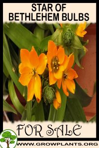 Star of bethlehem bulbs for sale