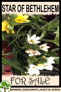 Star of bethlehem for sale