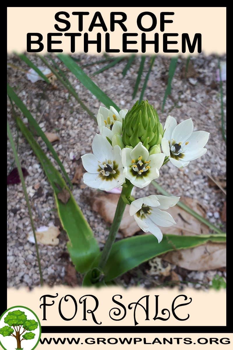 Star of bethlehem plant for sale