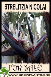 Strelitzia nicolai for Sale: Pre-Purchase & Growing Guide Strelitzia nicolai for sale