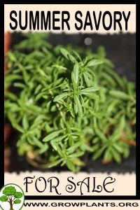 Summer savory for sale
