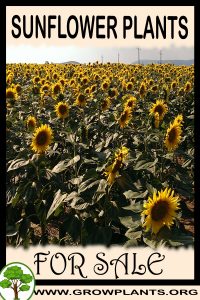 Sunflower plants for sale