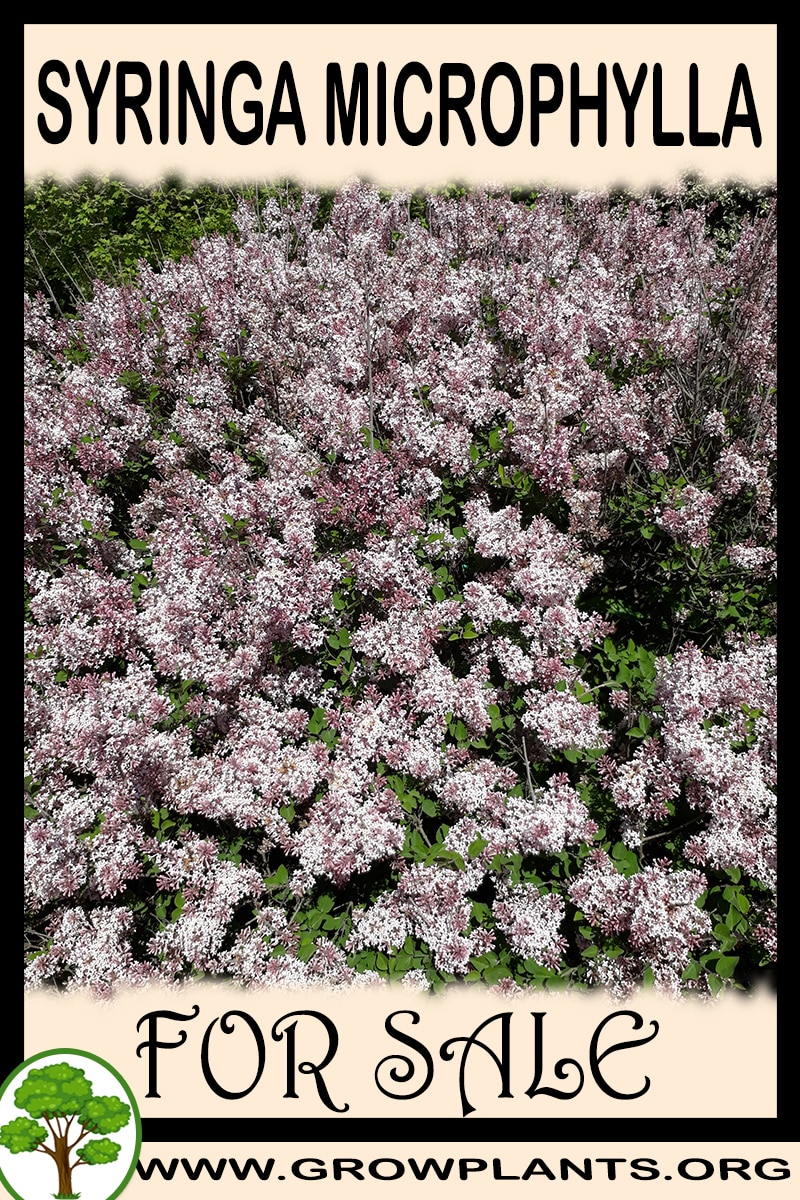 Syringa microphylla for sale