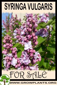 Syringa vulgaris for sale