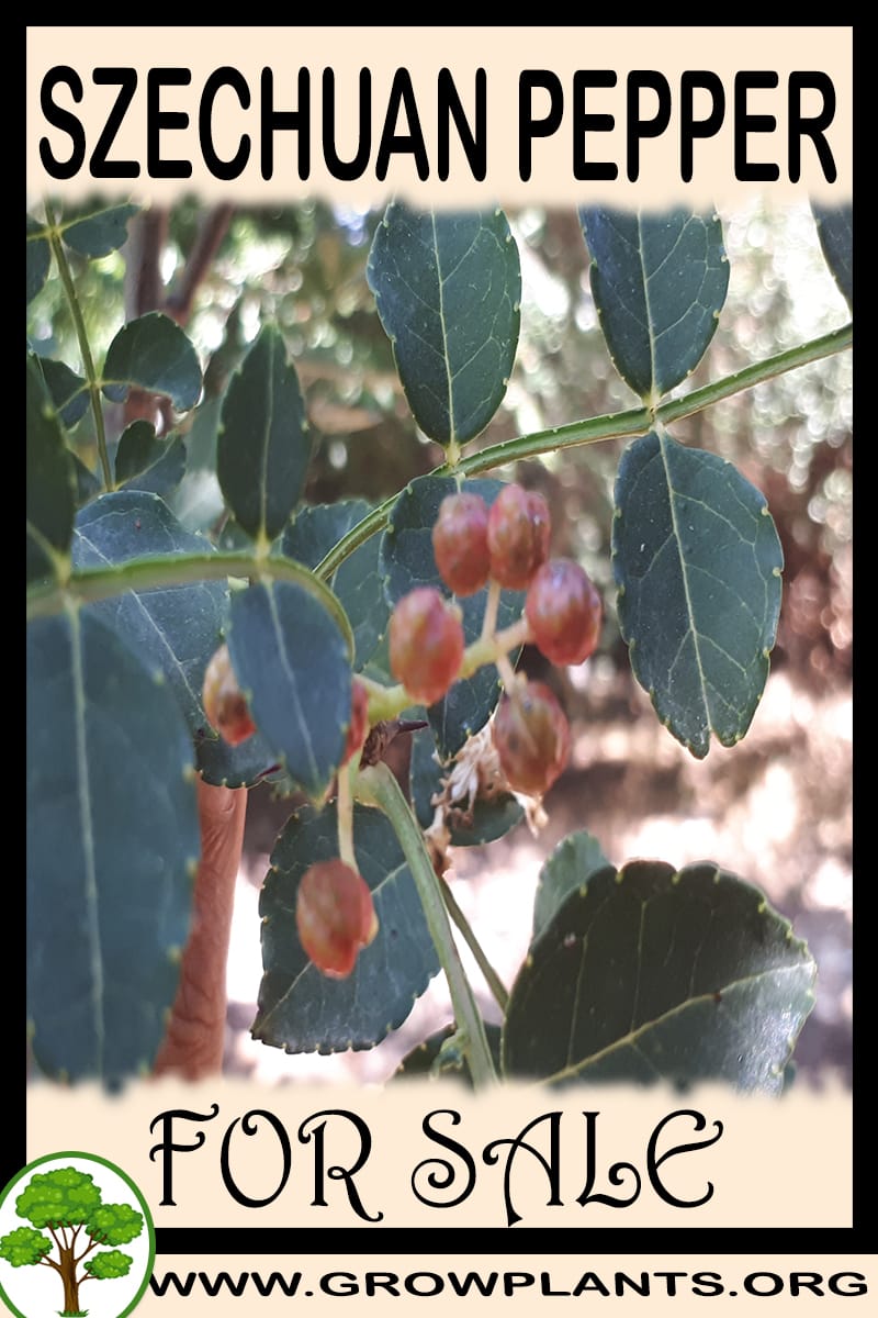 Szechuan pepper plants for sale