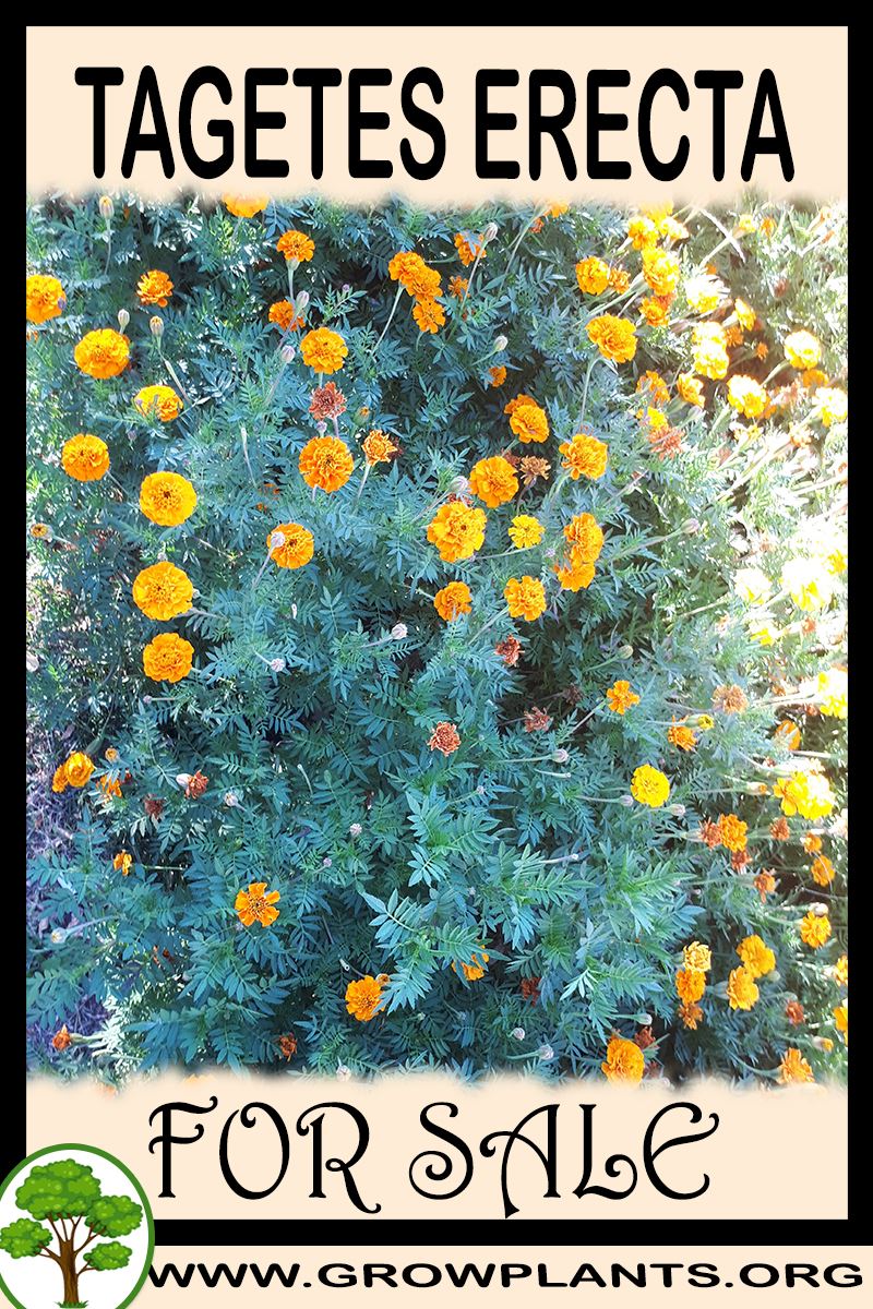 Tagetes erecta for sale