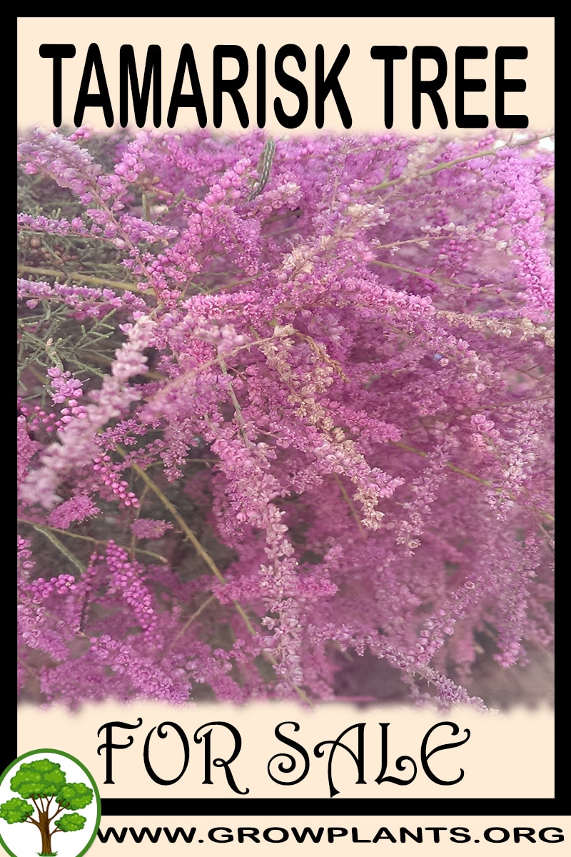 Tamarisk tree for sale