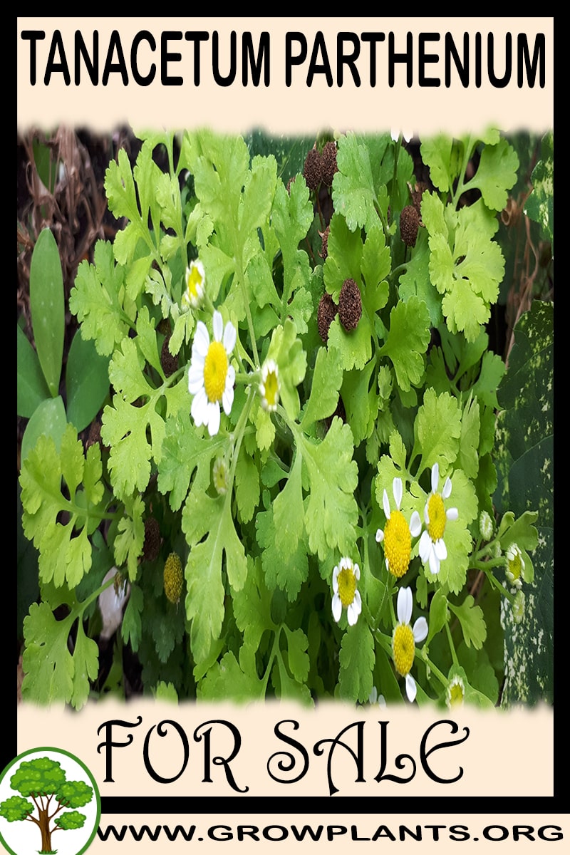 Tanacetum parthenium for sale