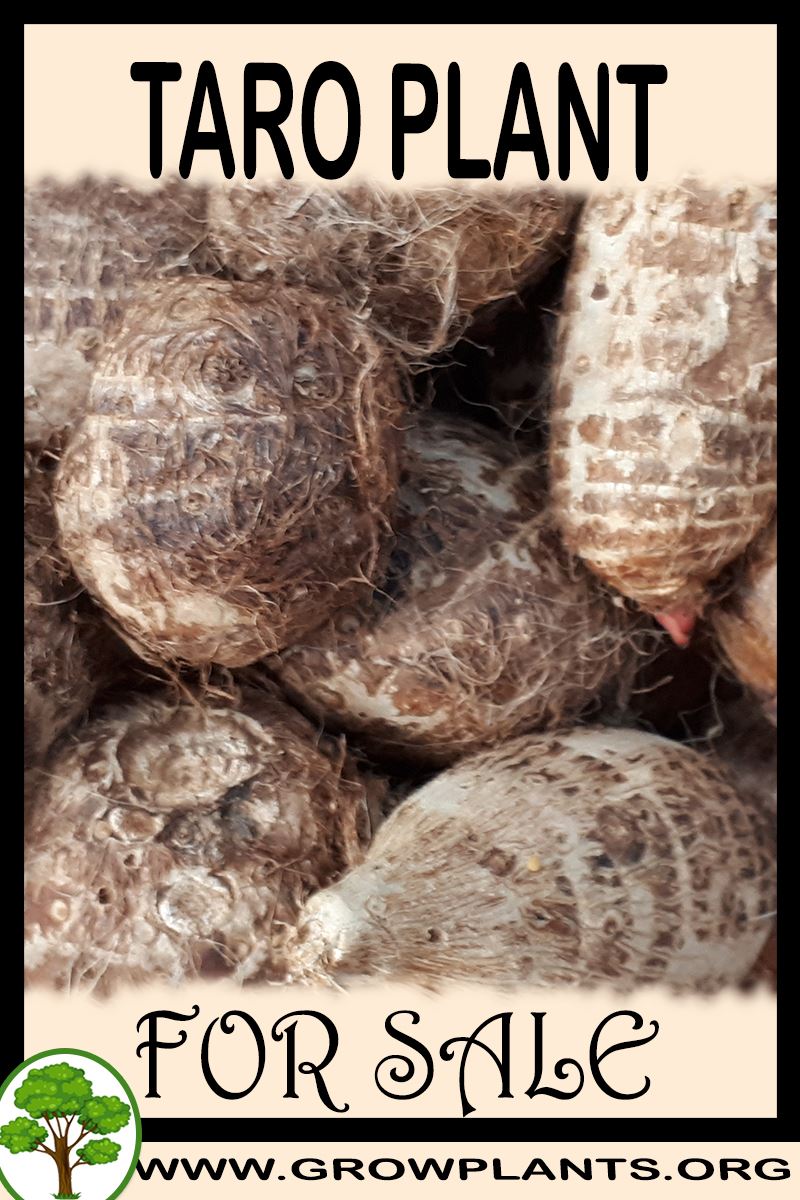 Taro plant for sale Grow plants