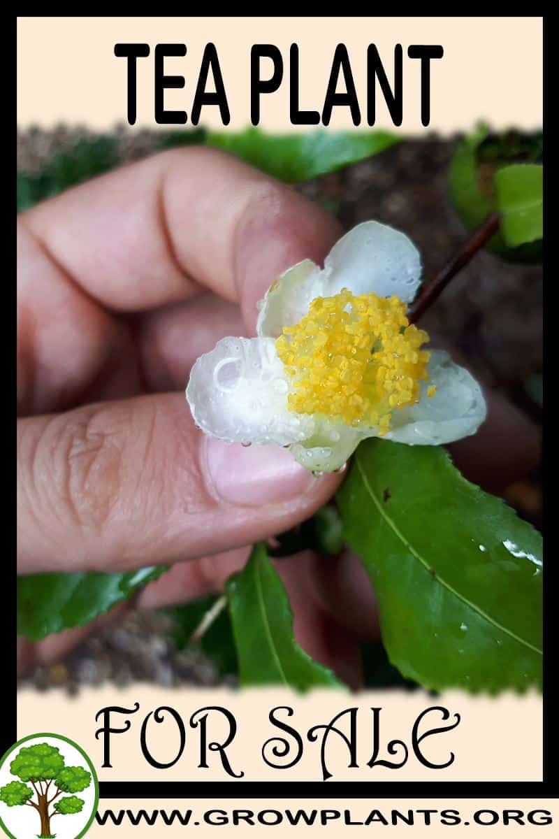 Tea plant for sale
