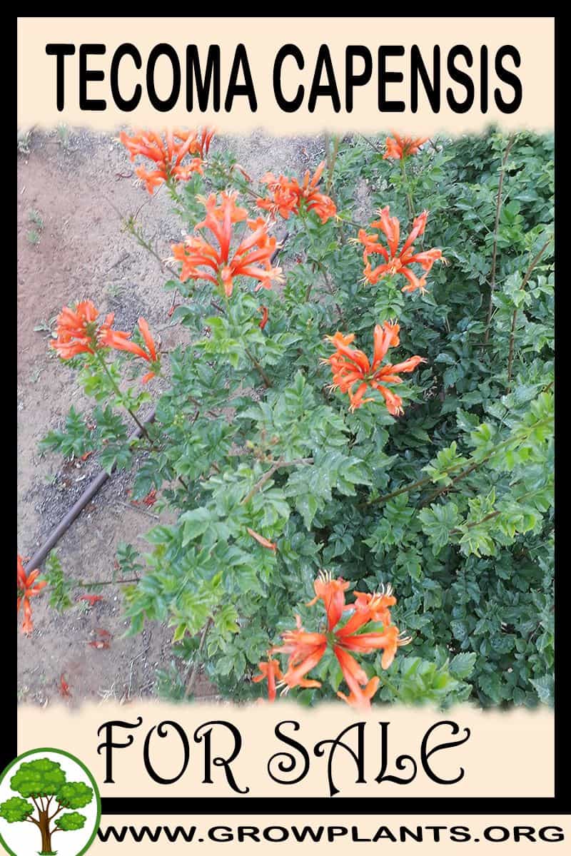 Tecoma capensis