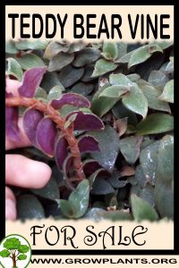 Teddy Bear vine for sale