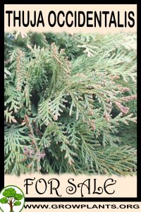 Thuja occidentalis for sale