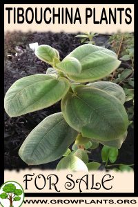 Tibouchina plants for sale